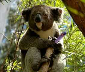 Name:  koala.jpg
Views: 110
Size:  11.5 KB