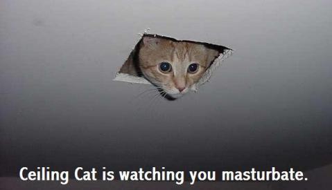 Name:  ceilingcat1ra.jpg
Views: 972
Size:  10.9 KB