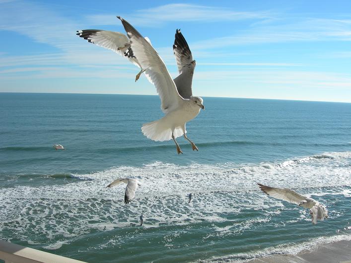 Name:  seagull hangtime.JPG
Views: 2636
Size:  75.6 KB