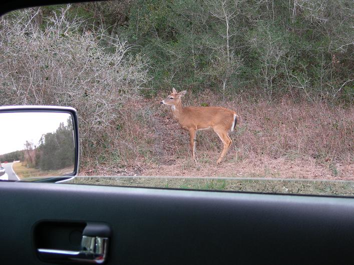 Name:  deer.JPG
Views: 2181
Size:  100.2 KB