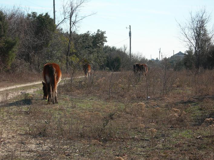 Name:  wildhorses.JPG
Views: 2532
Size:  104.0 KB